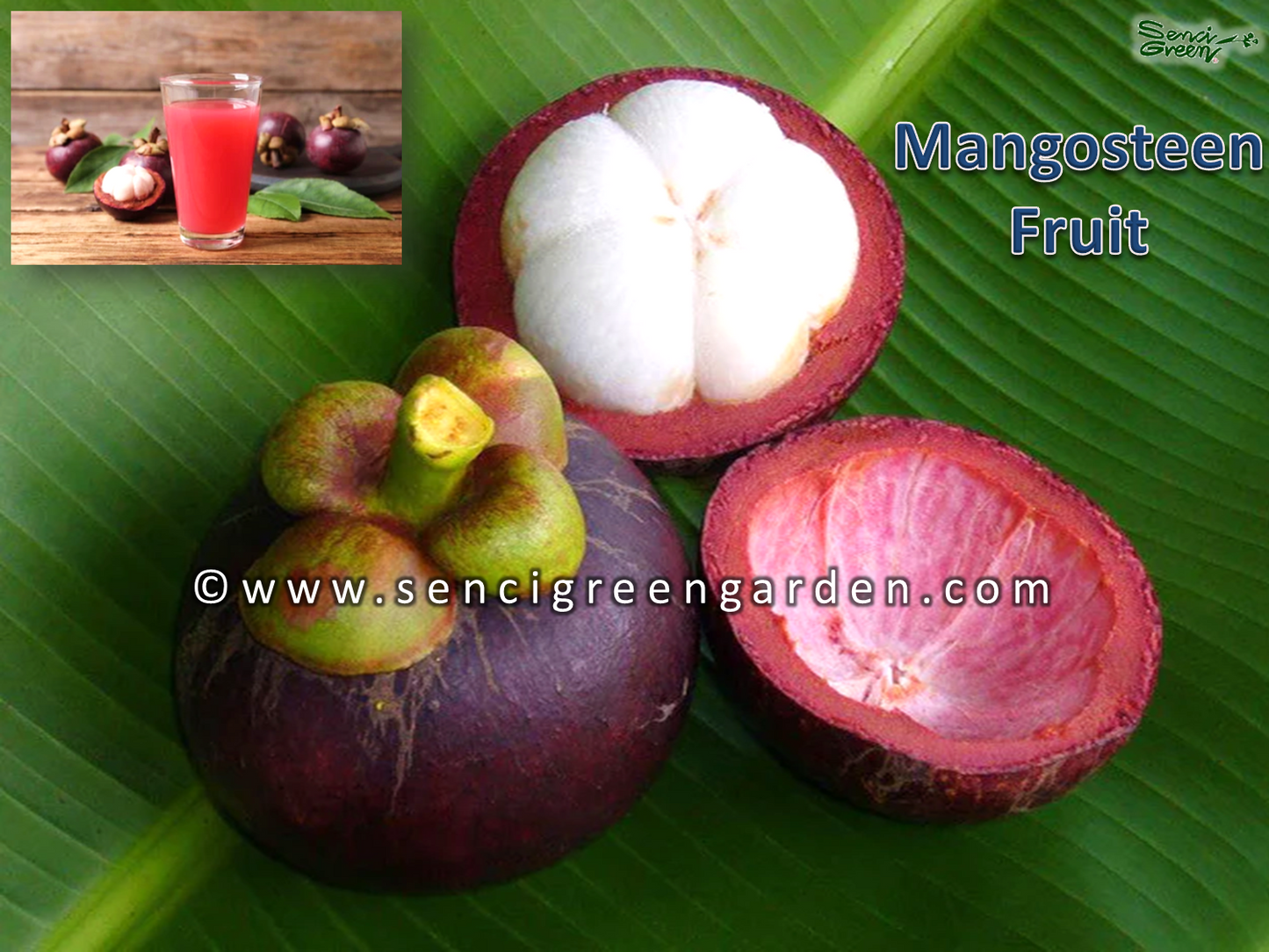 Mangosteen Plant (Garcinia mangostana) 8"- 10" Inches Size