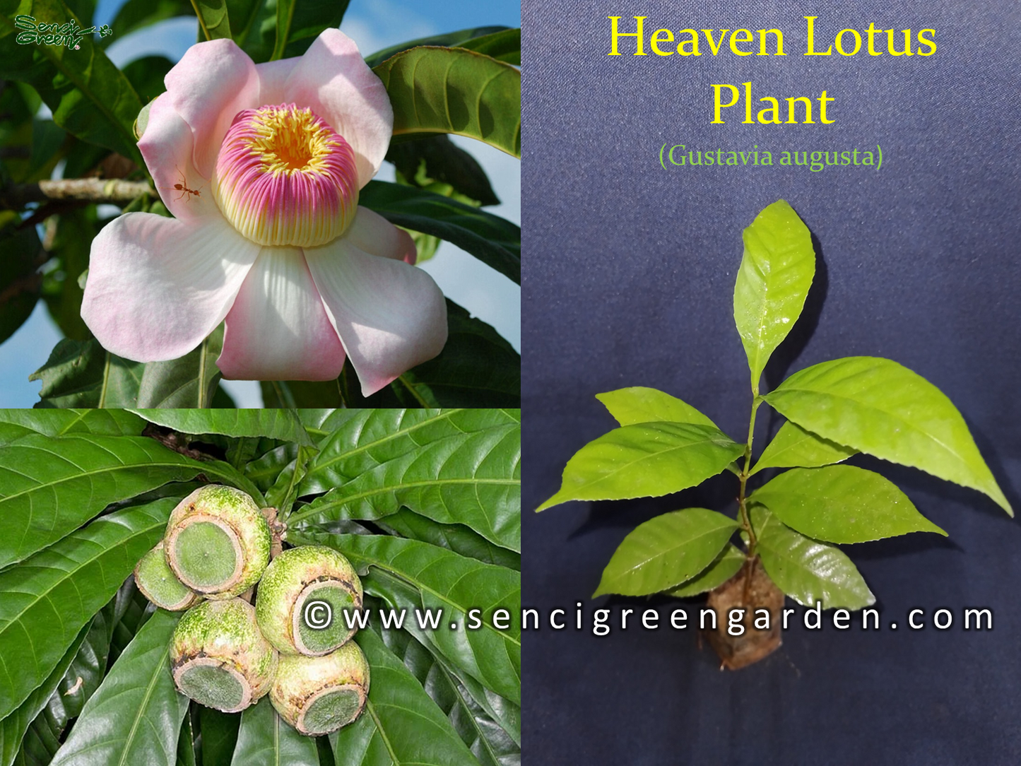 Heaven Lotus Plant (Gustavia augusta) 6"- 8" Inches flower x1 plant