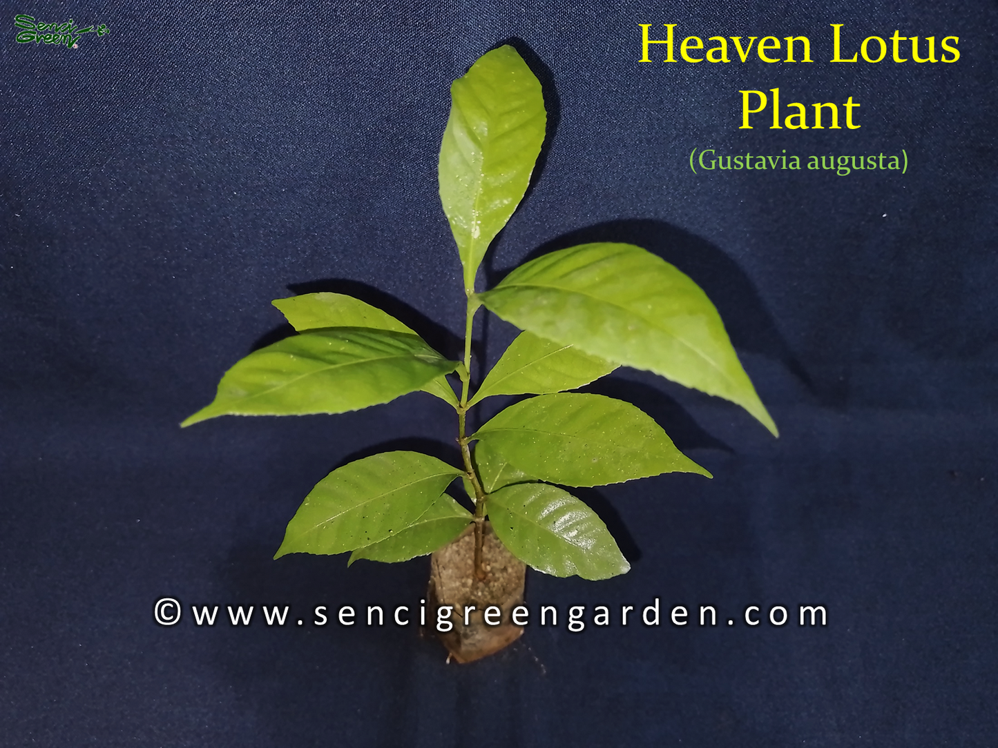 Heaven Lotus Plant (Gustavia augusta) 6"- 8" Inches flower x1 plant