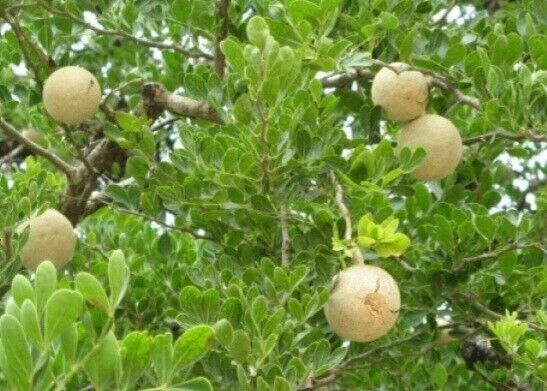 Wood apple seeds (Limonia acidissima) fresh x50 seeds