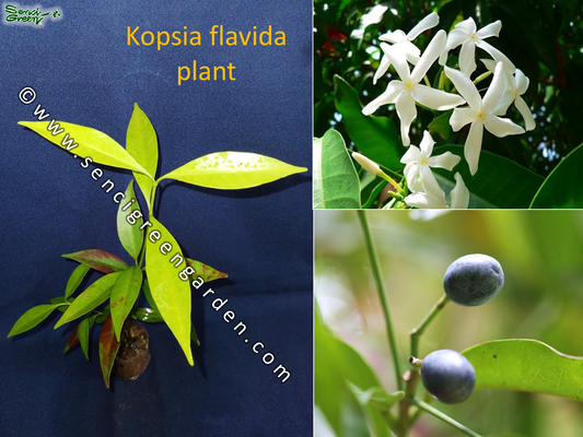 Kopsia Flavida Live Plant (White Flower) 6"- 8" Inches size