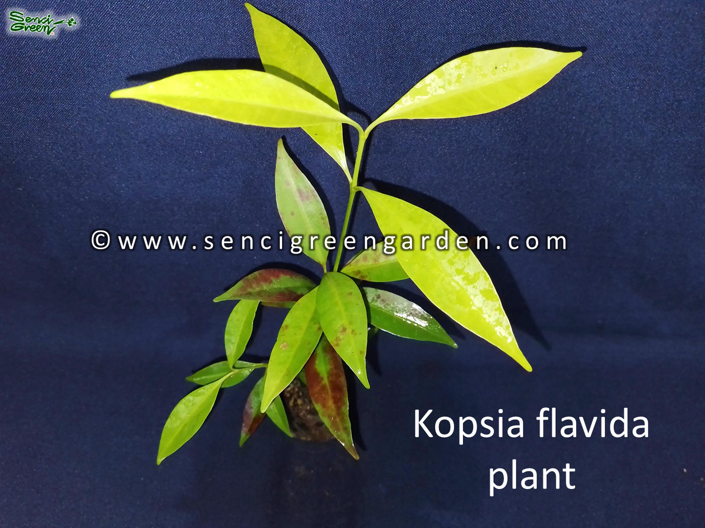 Kopsia Flavida Live Plant (White Flower) 6"- 8" Inches size