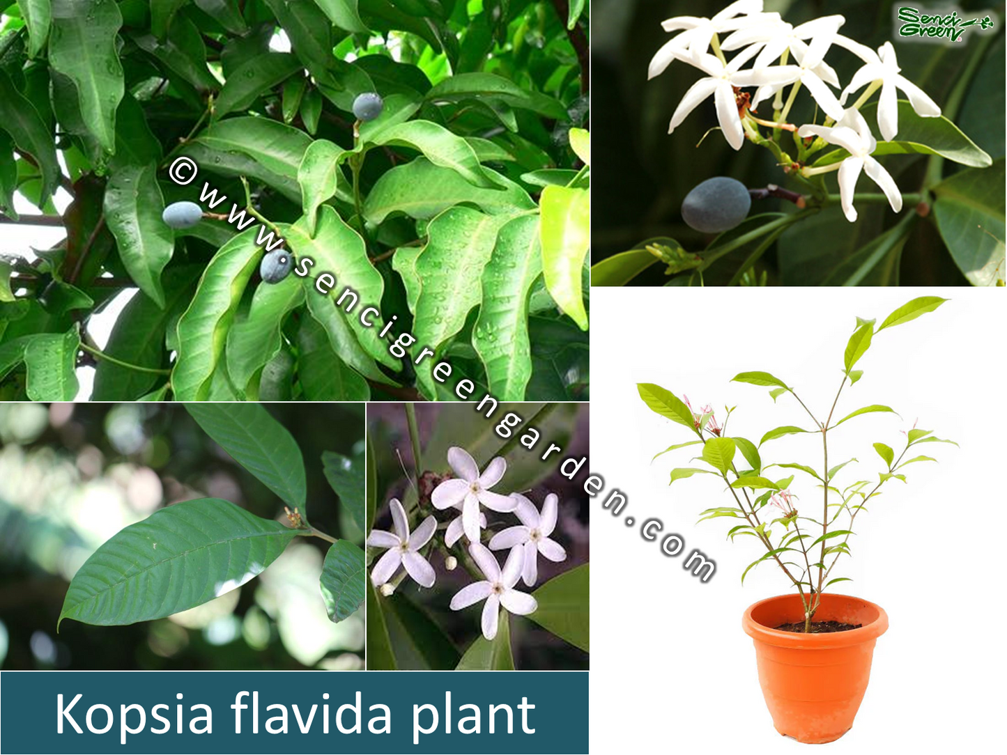 Kopsia Flavida Live Plant (White Flower) 6"- 8" Inches size