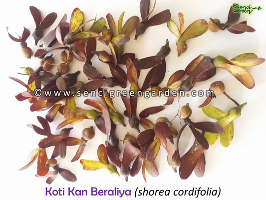 Koti kan Beraliya Seeds (Shorea cordifolia) 