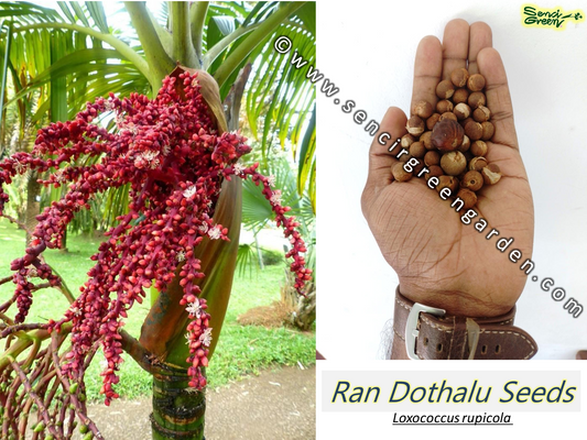 Loxococcus rupicola Seeds