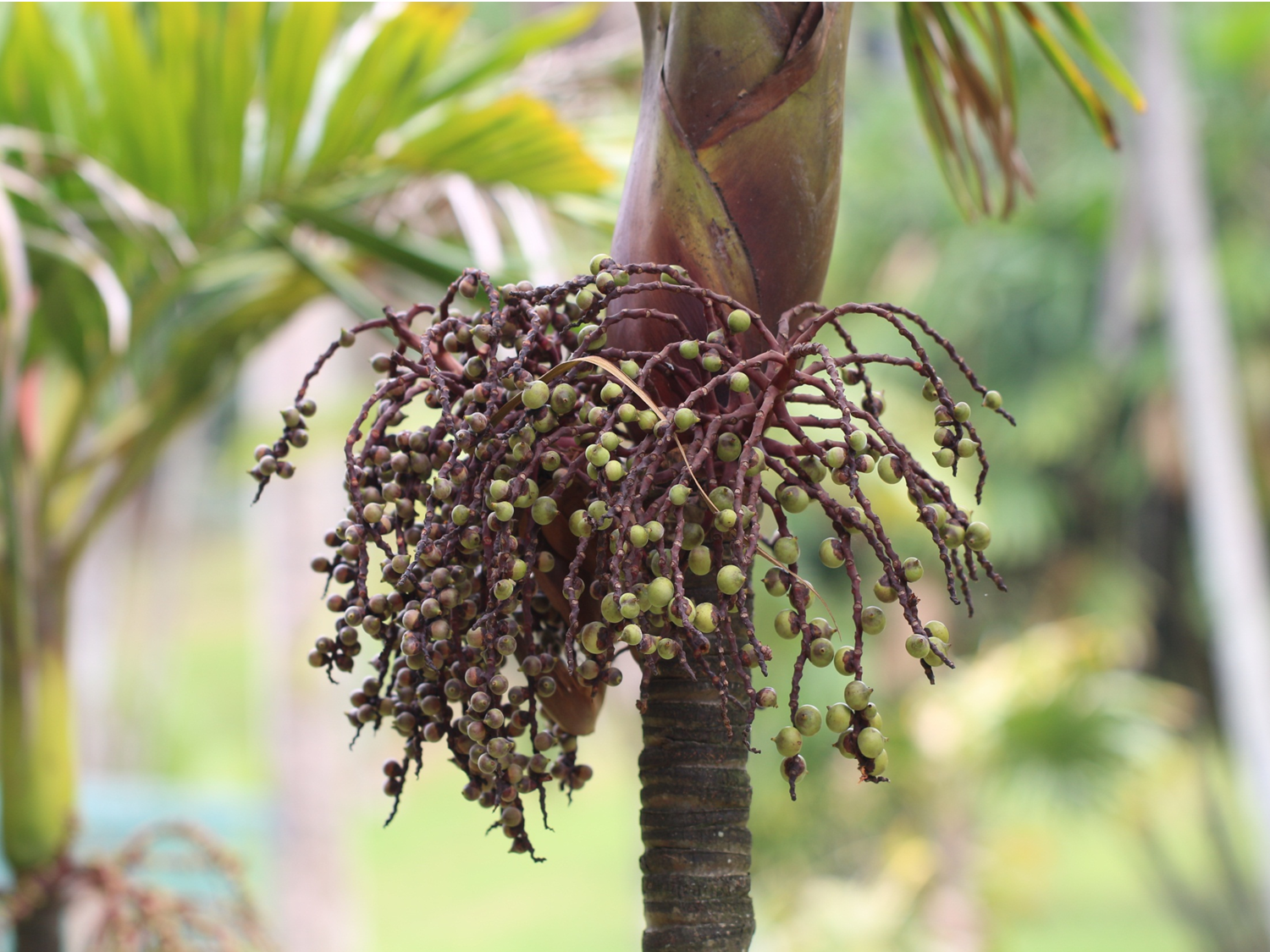 Loxococcus rupicola Seeds