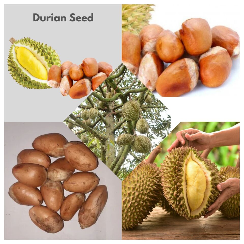 Durian Seeds (Durio zibethinus) Organic fresh x2 Seeds