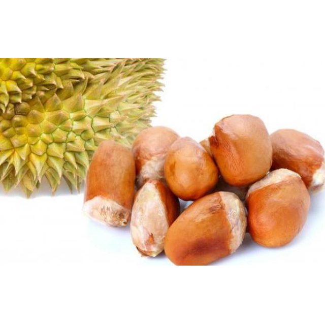 Durian Seeds (Durio zibethinus) Organic fresh x2 Seeds