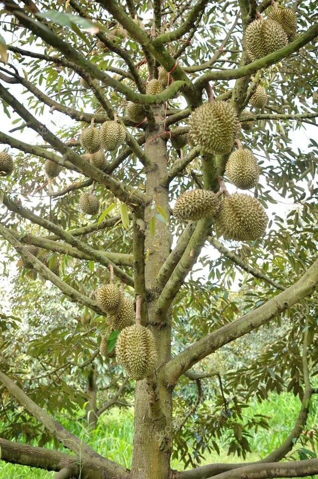 Durian Seeds (Durio zibethinus) Organic fresh x2 Seeds