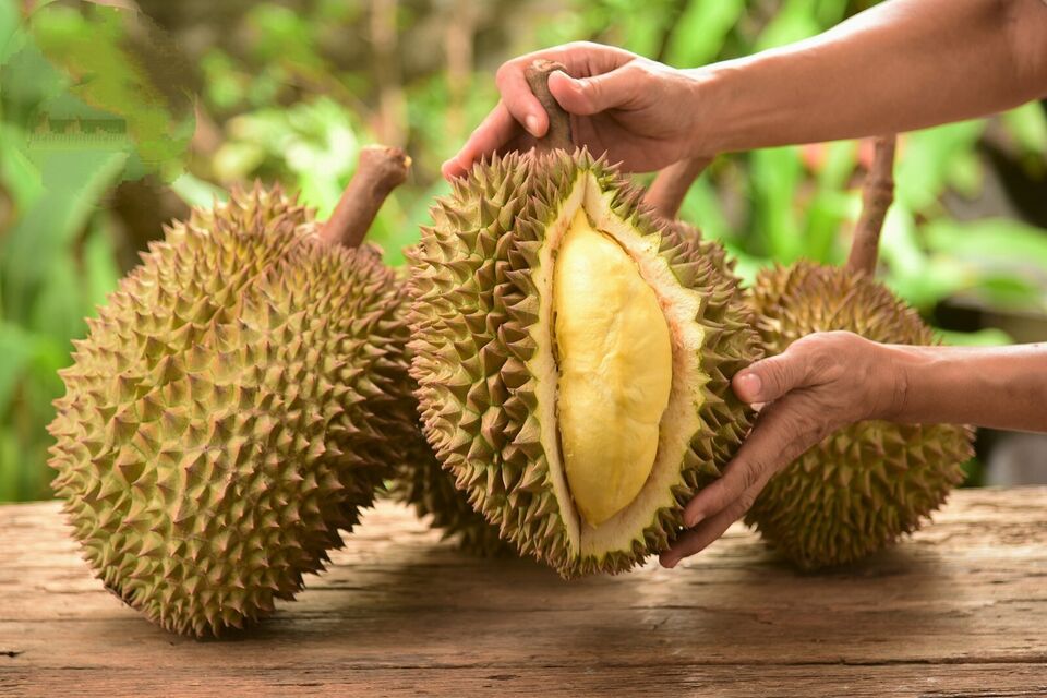 Durian Seeds (Durio zibethinus) Organic fresh x2 Seeds