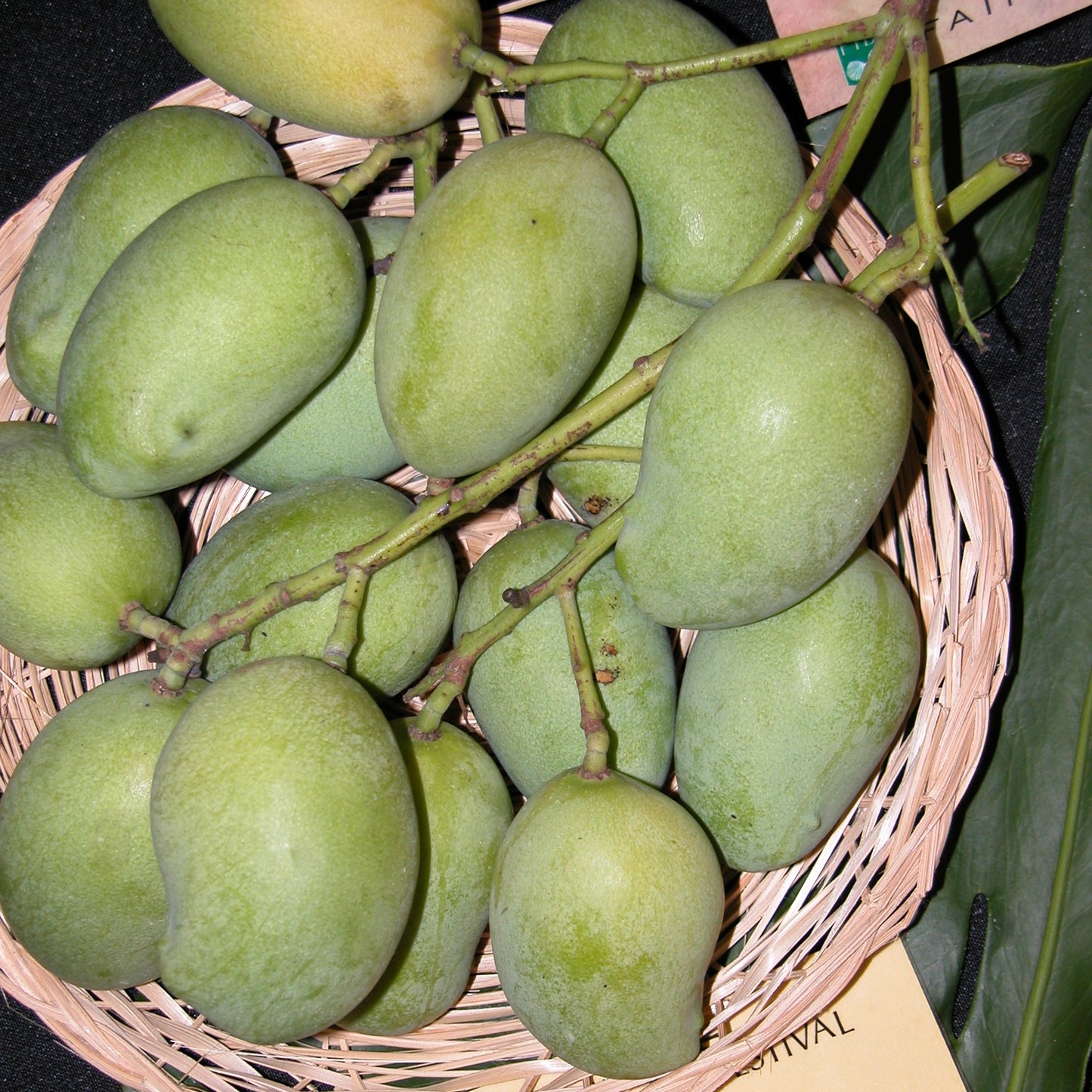 Delicious Mango Seeds (Mangifera indica) 