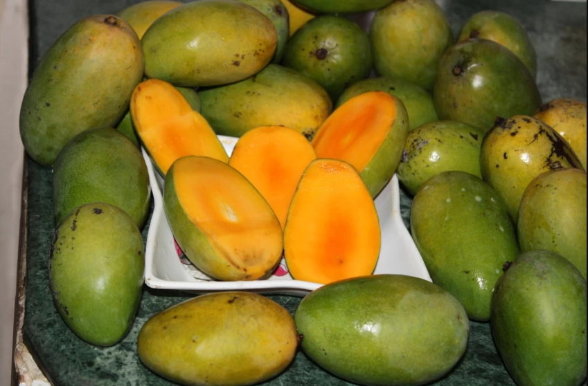 Delicious Mango Seeds (Mangifera indica) Fresh x2 seeds