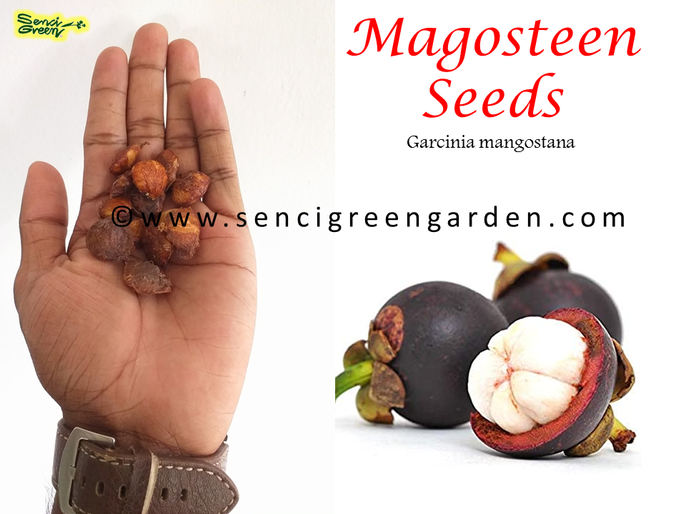 Mangosteen 100% Fresh Seeds / Garcinia mangostana x10 seeds