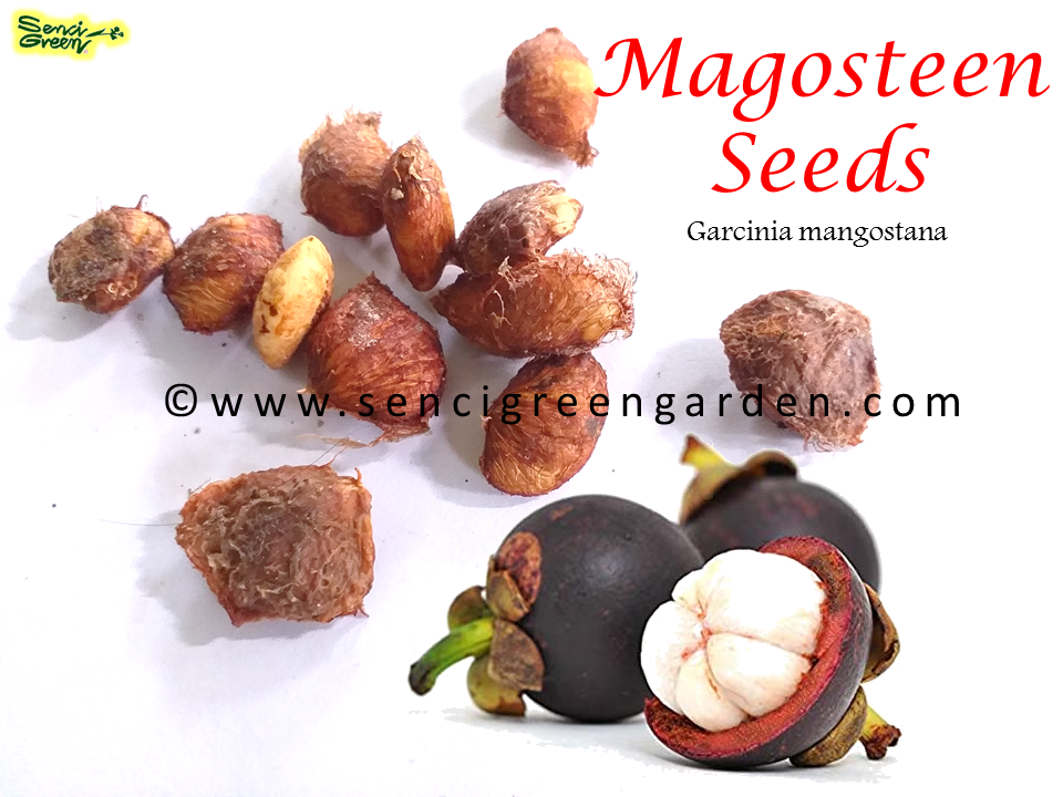 Mangosteen 100% Fresh Seeds / Garcinia mangostana x10 seeds