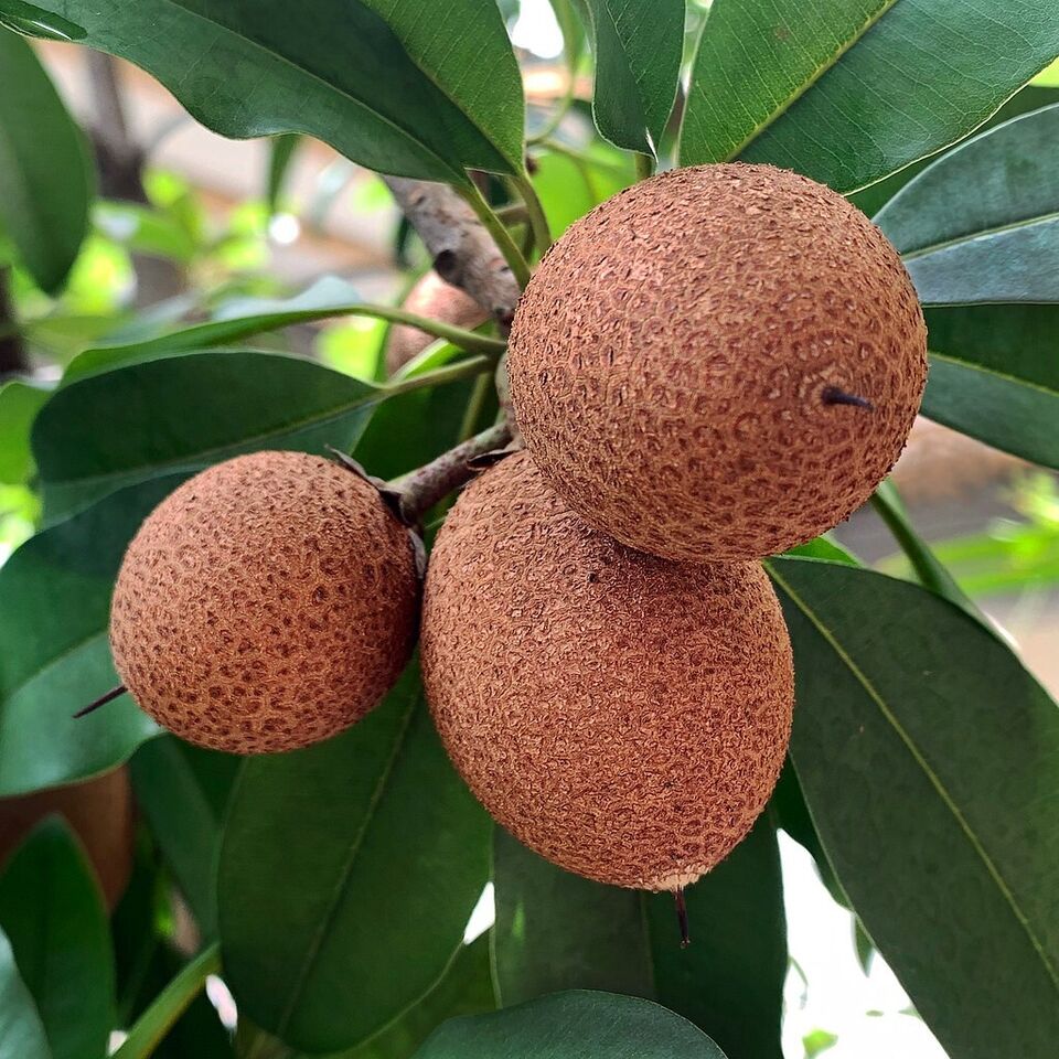 Sapodilla Seeds (Manilkara zapota) Organic Fresh 10 seeds