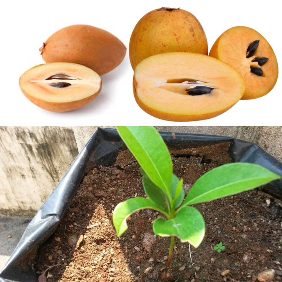 Sapodilla Seeds (Manilkara zapota) Organic Fresh 10 seeds