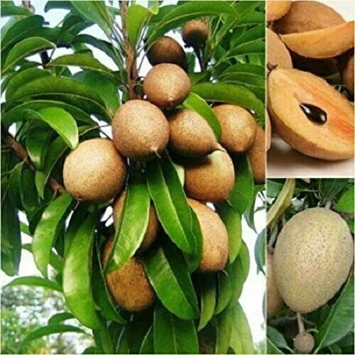 Sapodilla Seeds (Manilkara zapota) Organic Fresh 10 seeds