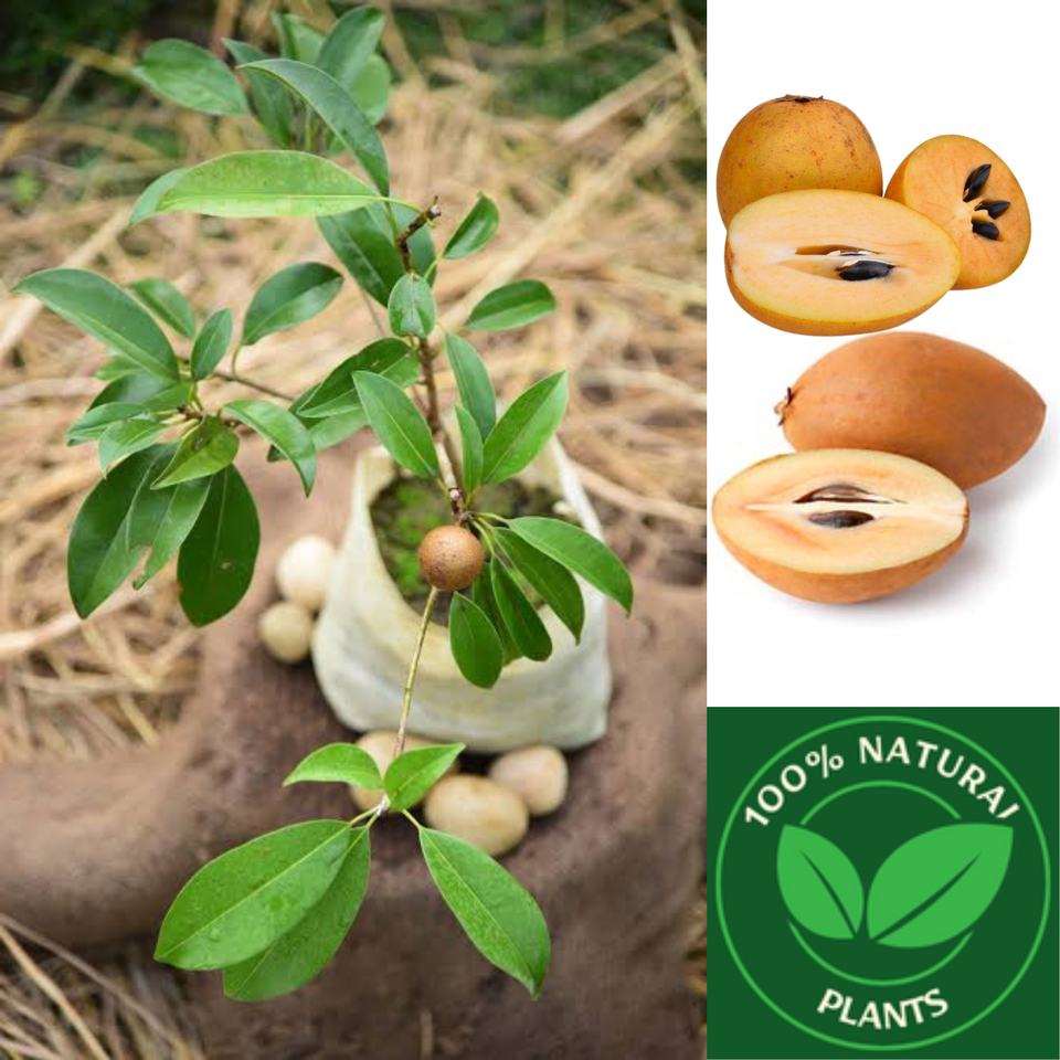 Sapodilla Seeds (Manilkara zapota) Organic Fresh 10 seeds