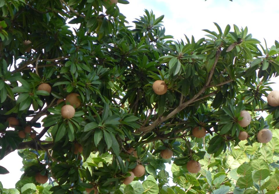 Sapodilla Seeds (Manilkara zapota) Organic Fresh 10 seeds