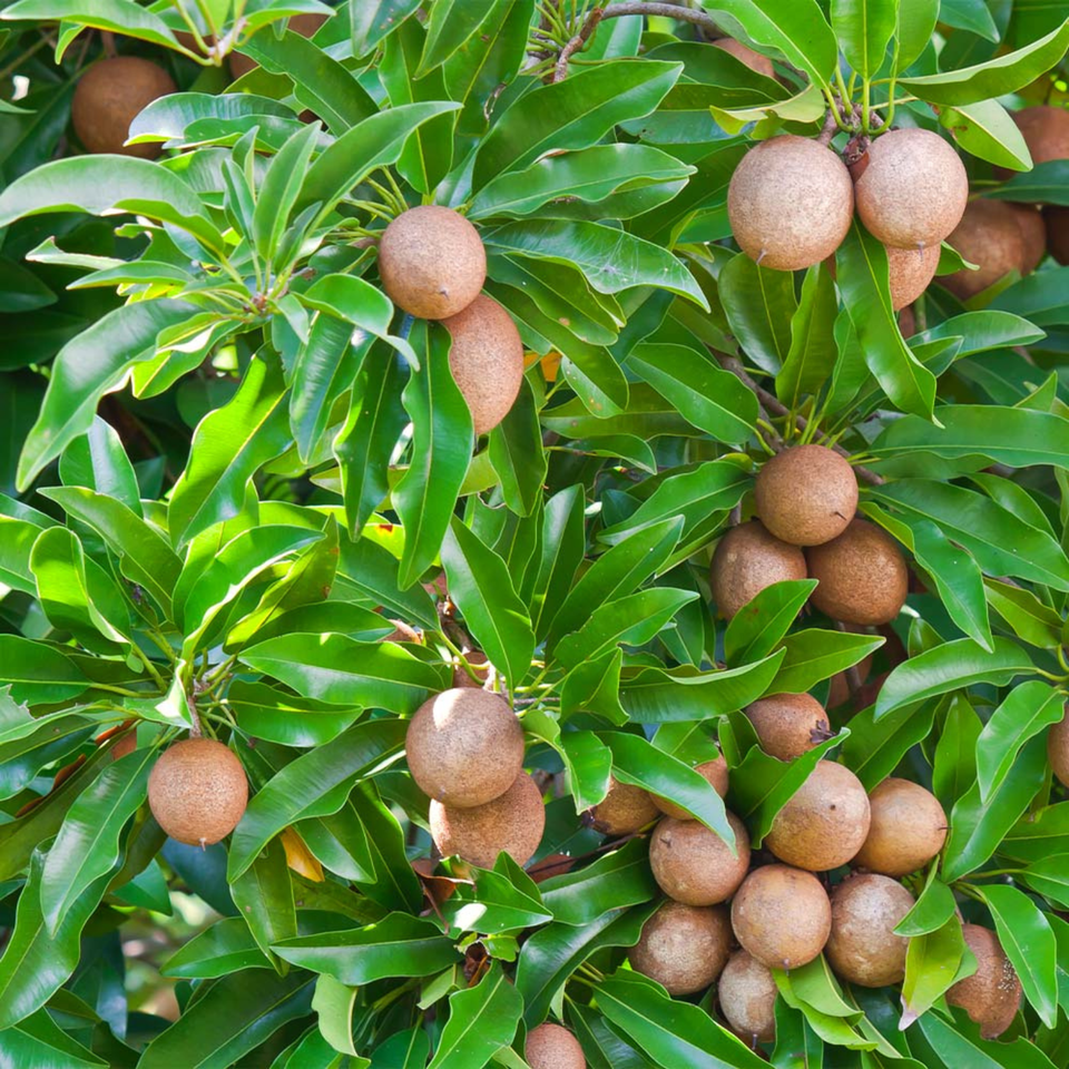 Sapodilla Seeds (Manilkara zapota) Organic Fresh 10 seeds