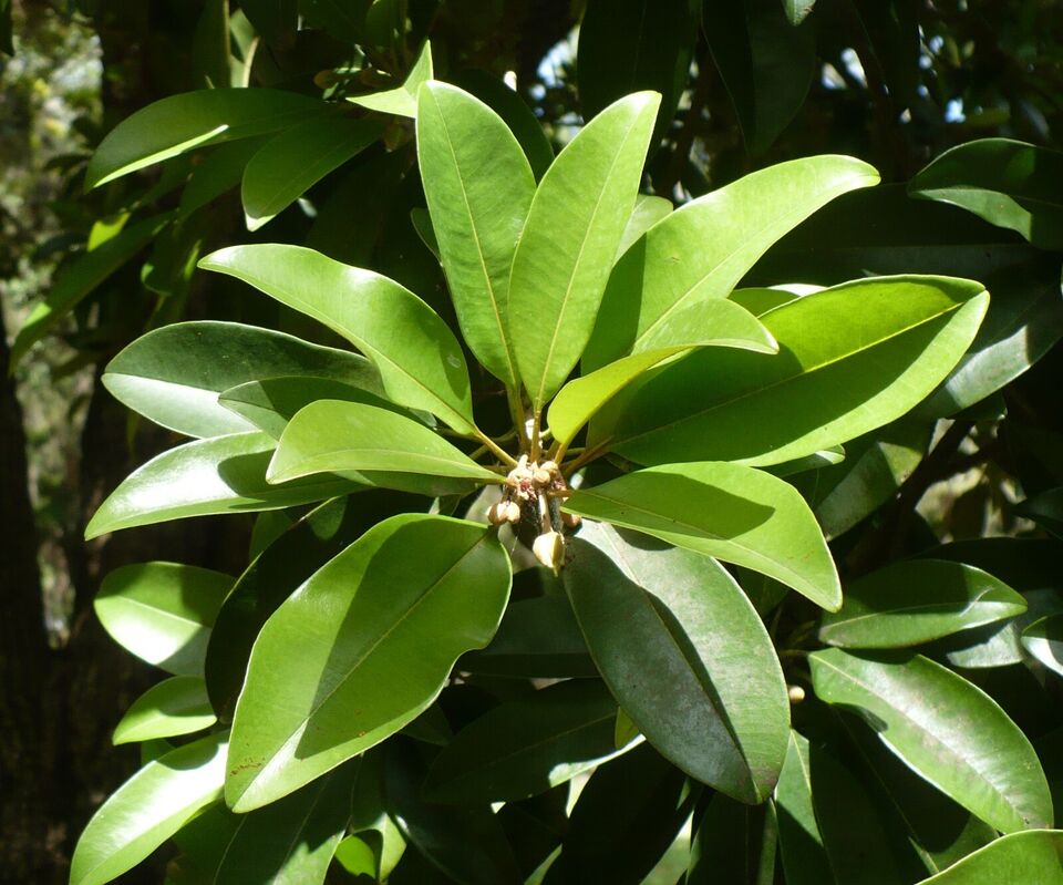 Sapodilla Seeds (Manilkara zapota) Organic Fresh 10 seeds