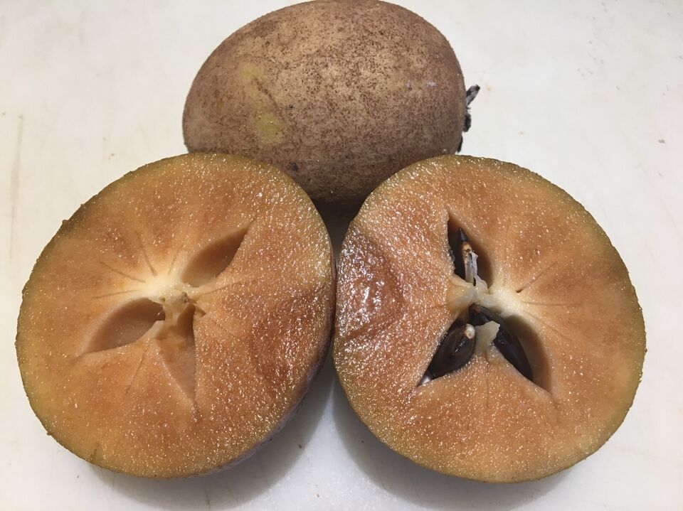 Sapodilla Seeds (Manilkara zapota) Organic Fresh 10 seeds