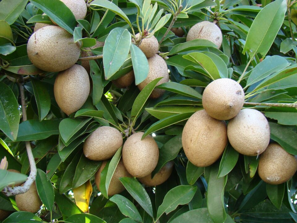 Sapodilla Seeds (Manilkara zapota) Organic Fresh 10 seeds