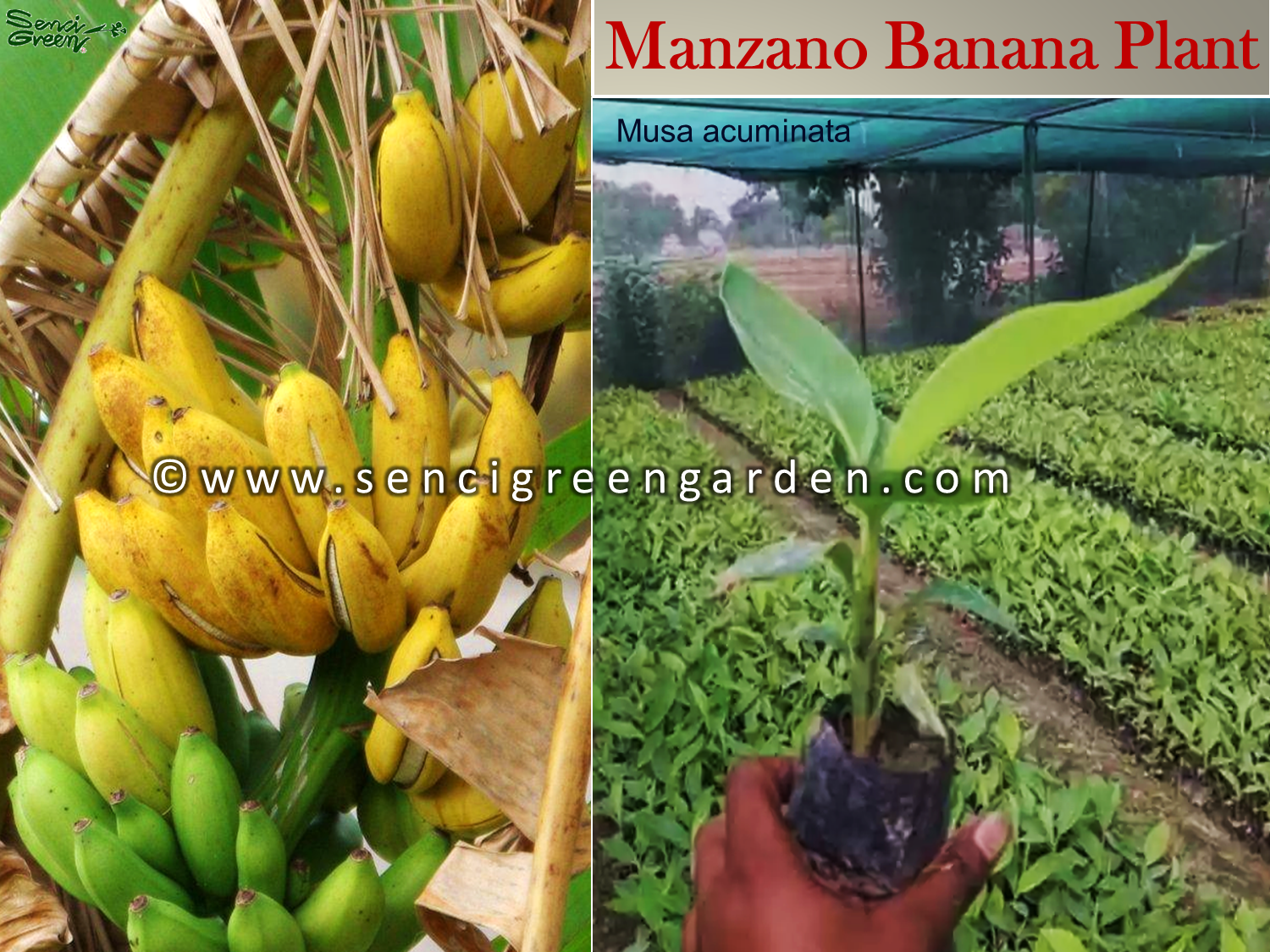 Manzano bananatissue culture plant