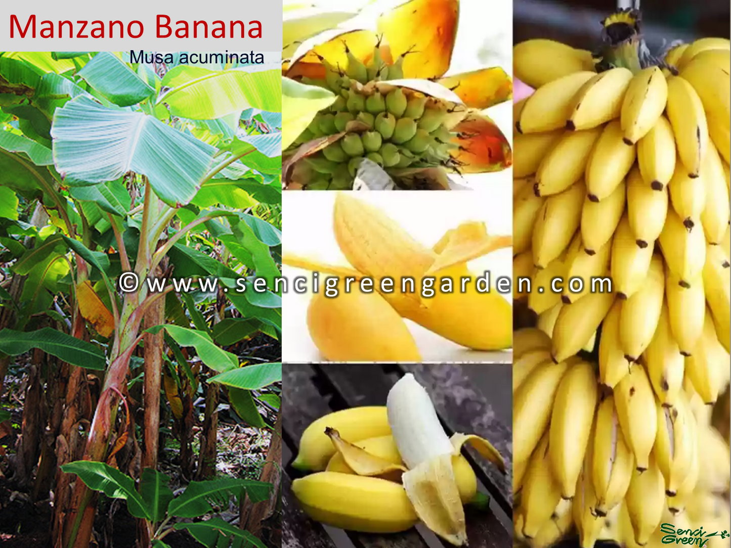 Manzano bananatissue culture plant