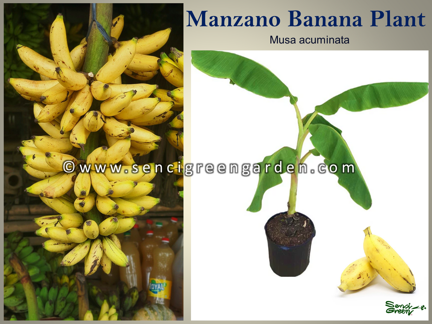 Manzano bananatissue culture plant