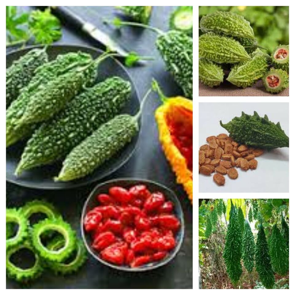 Bitter Gourd Seeds (Momordica charantia)  Vegetable Seeds Organic fresh 10 seeds