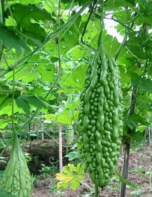 Bitter Gourd Seeds (Momordica charantia)  Vegetable Seeds Organic fresh 10 seeds