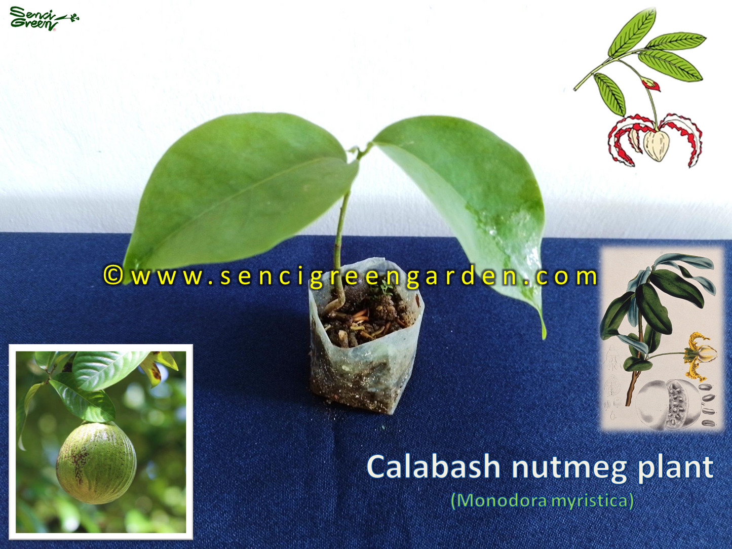 Calabash nutmeg plant (Monodora myristica) rare African nutmeg plant