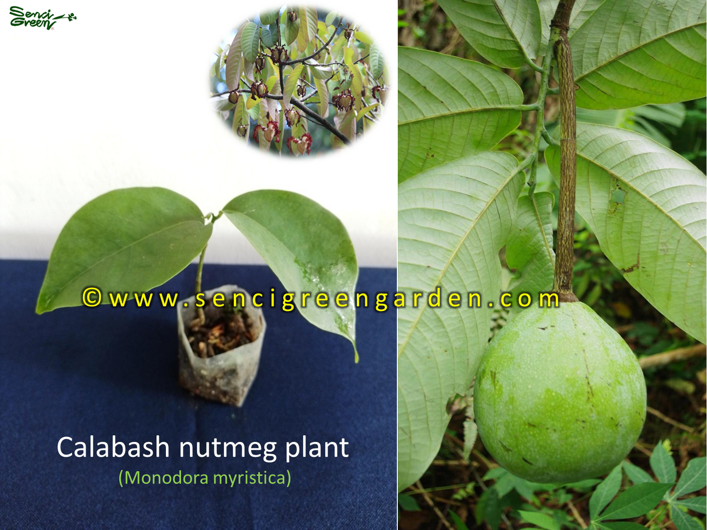 Calabash nutmeg plant (Monodora myristica) rare African nutmeg plant