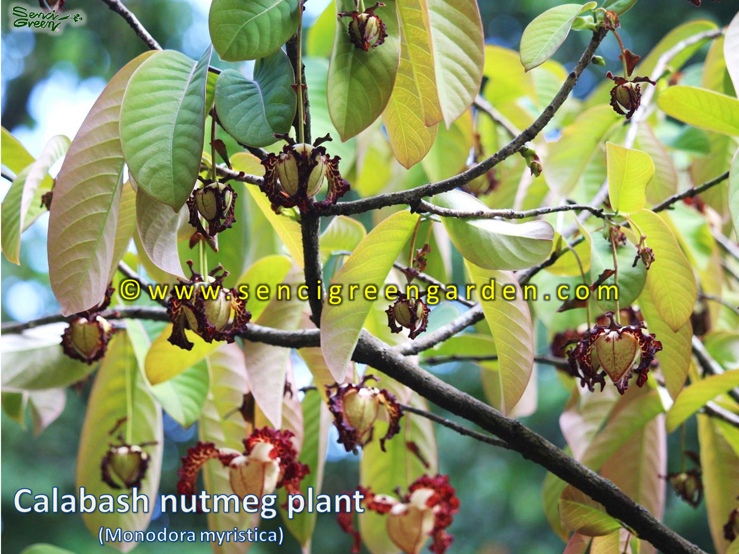 Calabash nutmeg plant (Monodora myristica) rare African nutmeg plant