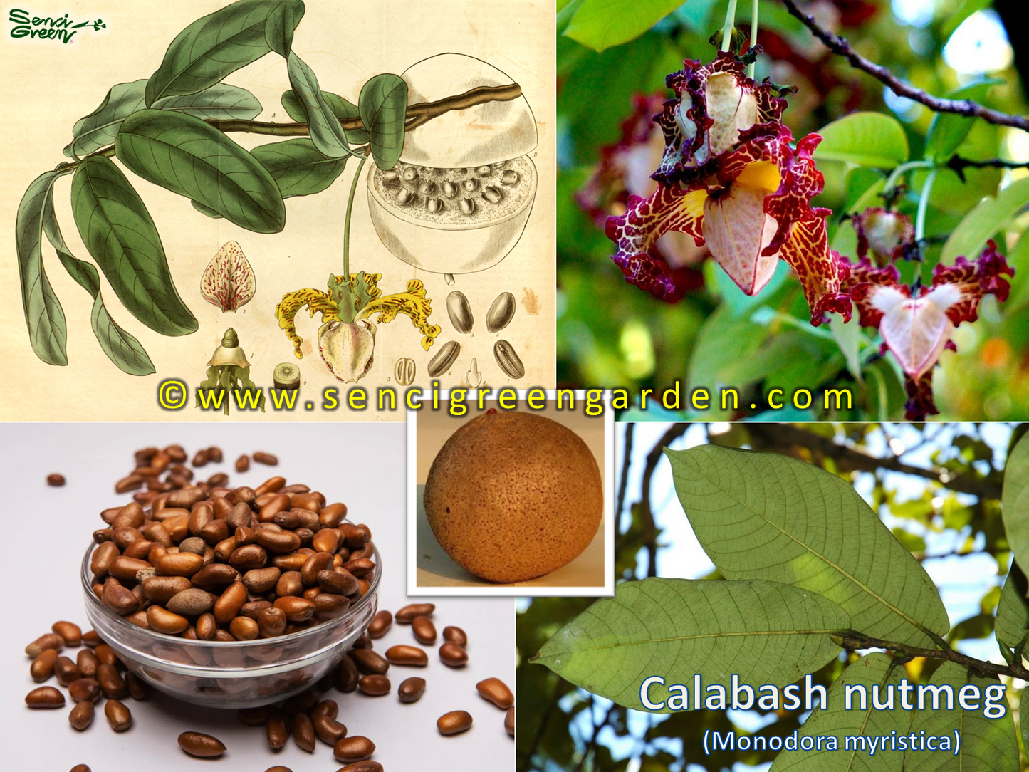 Calabash nutmeg plant (Monodora myristica) rare African nutmeg plant