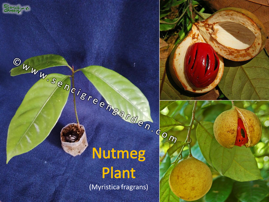 Nutmeg Plant (Myristica fragrans) spice organic rare 6" - 8" Inches