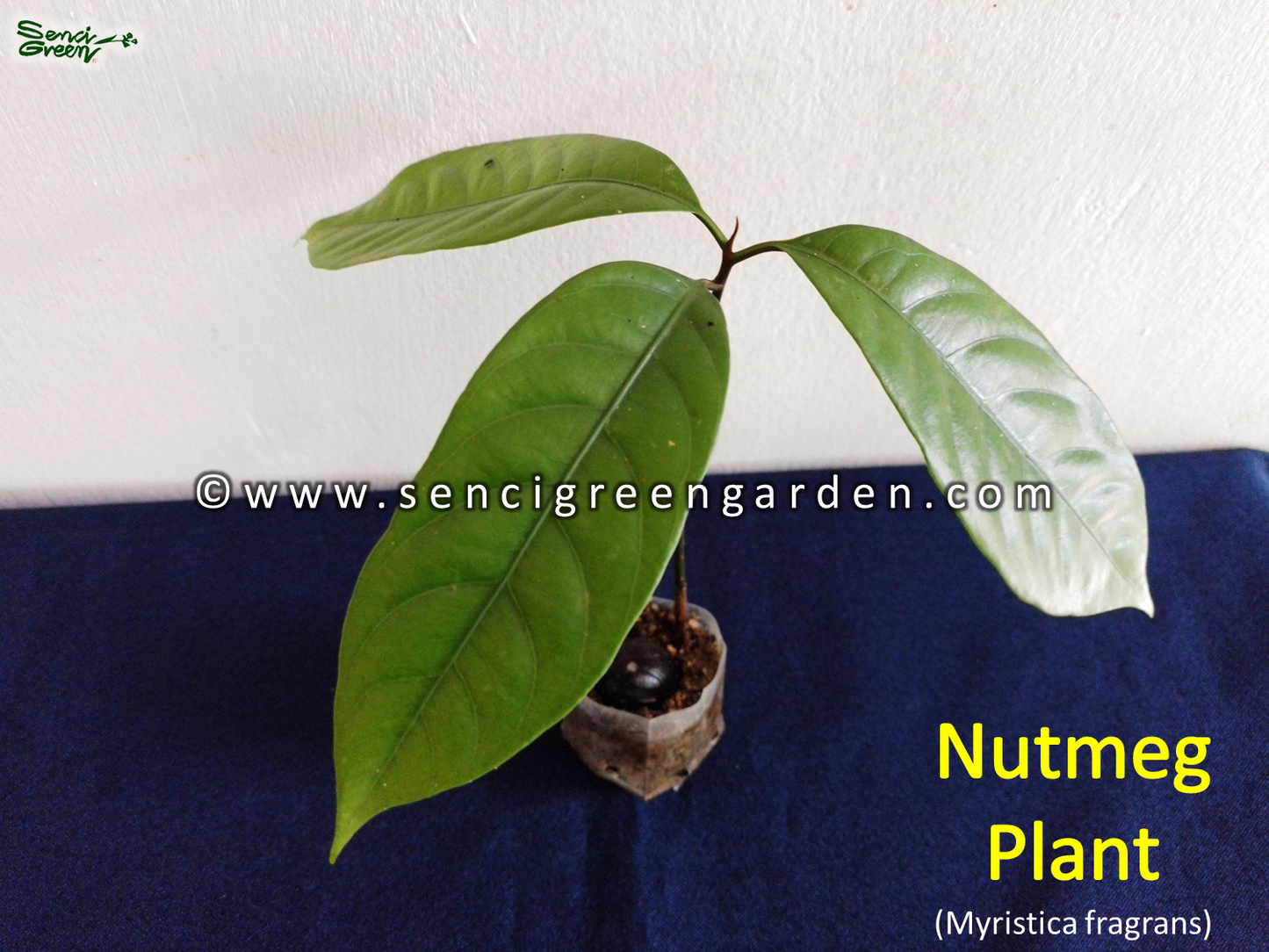 Nutmeg Plant (Myristica fragrans) spice organic rare 6" - 8" Inches