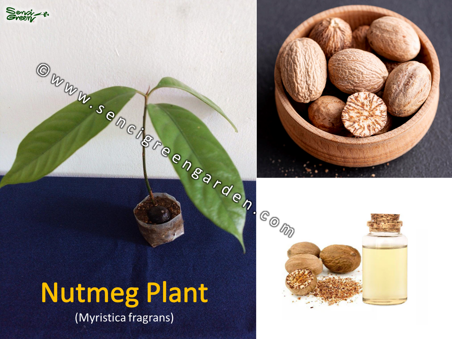 Nutmeg Plant (Myristica fragrans) spice organic rare 6" - 8" Inches