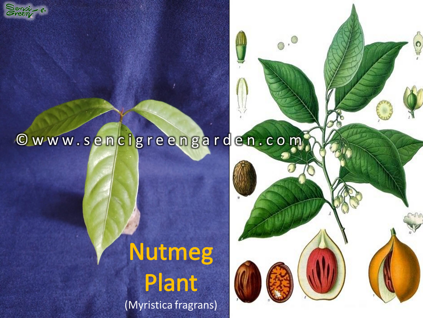 Nutmeg Plant (Myristica fragrans) spice organic rare 6" - 8" Inches