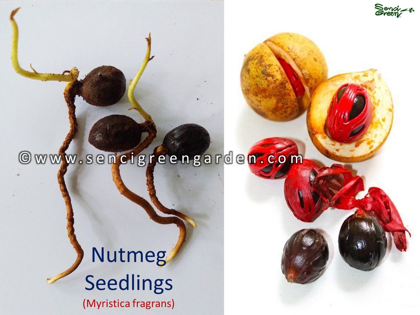 Nutmeg Seedlings (Myristica fragrans) spice rare