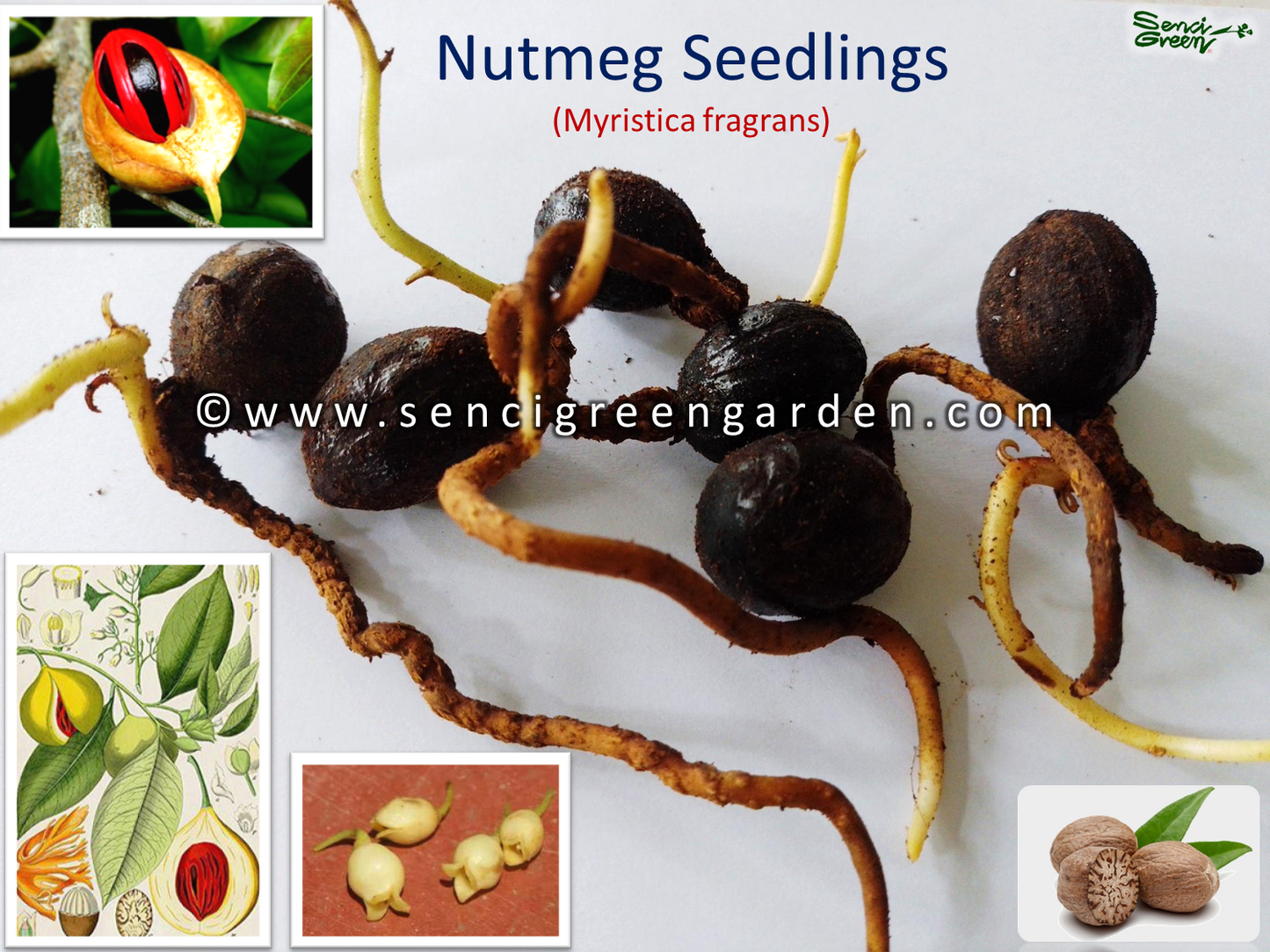 Nutmeg Seedlings (Myristica fragrans) spice rare