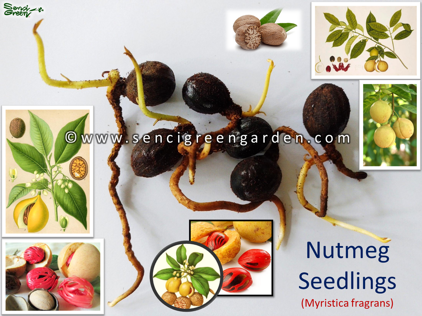 Nutmeg Seedlings (Myristica fragrans) spice rare