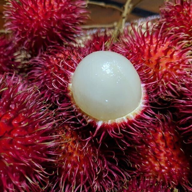 Rambutan Fruits seeds (Nephelium lappaceum) Organic