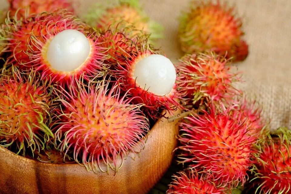 Rambutan Fruits seeds (Nephelium lappaceum) Organic