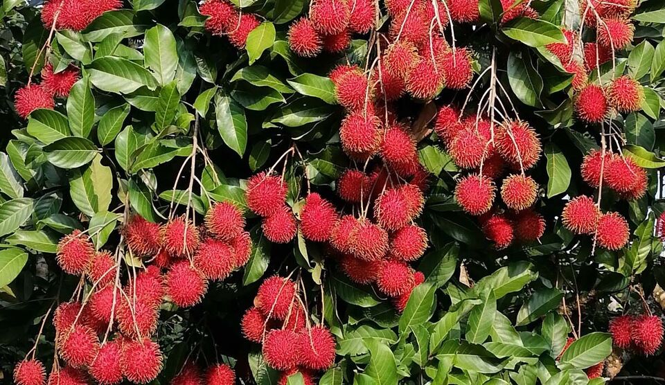 Rambutan Fruits seeds (Nephelium lappaceum) Organic