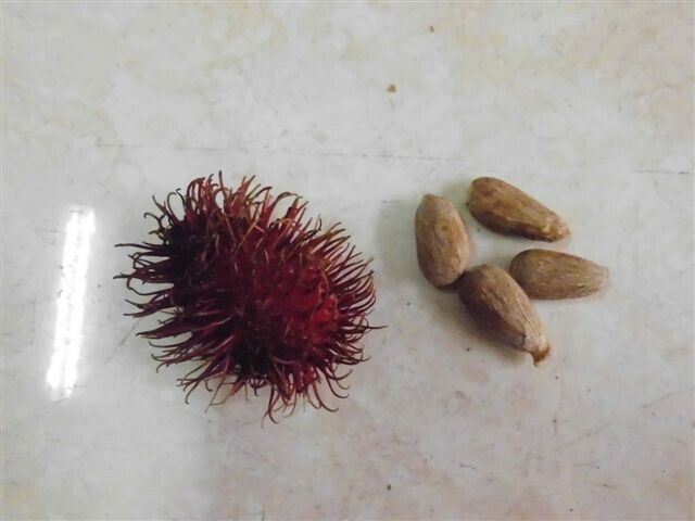 Rambutan Fruits seeds (Nephelium lappaceum) Organic