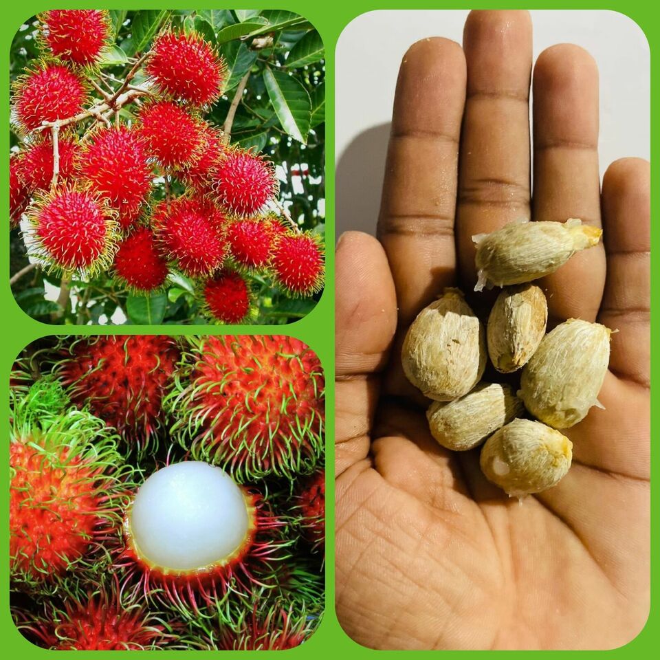 Rambutan Fruits seeds (Nephelium lappaceum) Organic