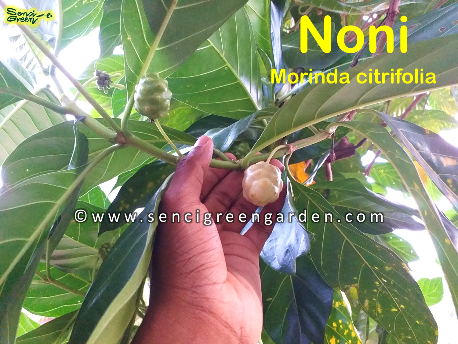 Noni seeds - Morinda citrifolia