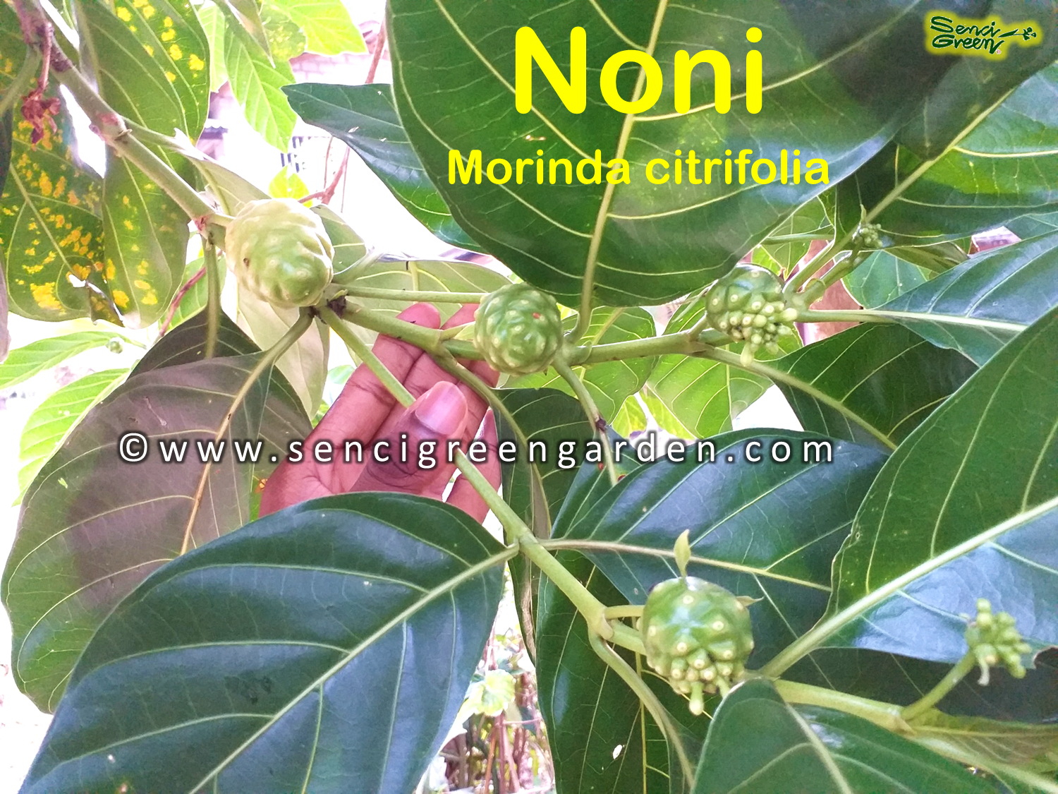 Noni seeds - Morinda citrifolia